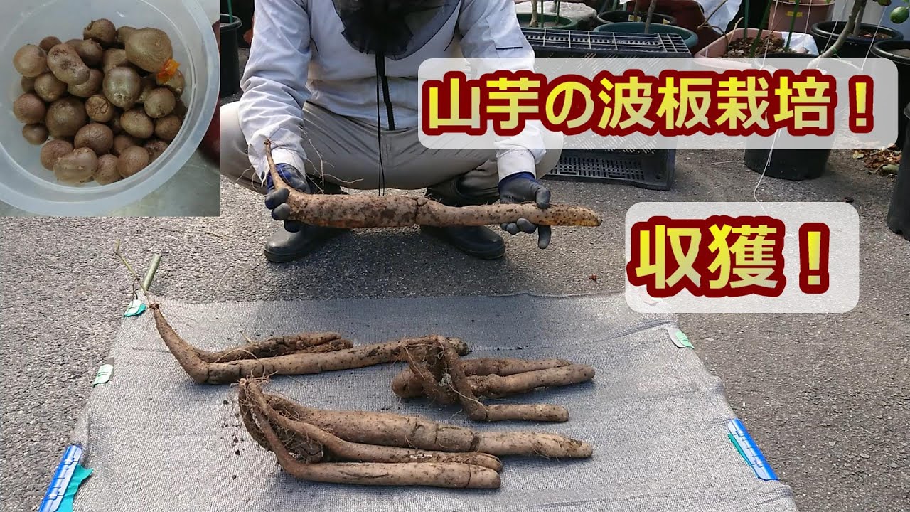 山芋の波板栽培！収穫する！!　長芋【21年秋】