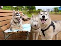 【事故】彼女とのデートに弟を連れて行ったらまさかの仕打ちを受けましたww【初めてのドッグラン】