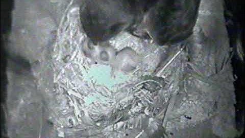 Swift chicks being fed  - July 2022