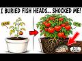 I Buried Fish Heads Under My Tomato Plants… The Results Shocked Me!