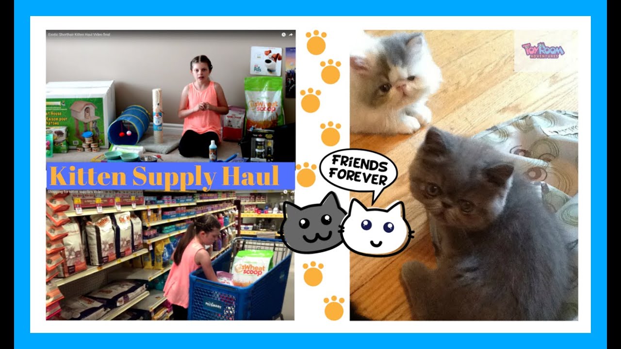 My New Kittens Supplies Haul. Toys, Kitten House & More! Shopping For