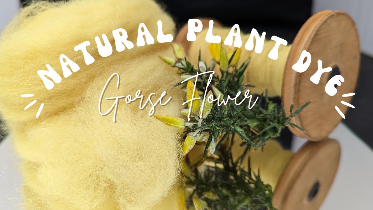 How To Make Vibrant Yellow Wool Dyes From Gorse Flowers?