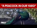 Peacock sighting surprises New Jersey residents