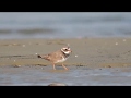 Ringed plover charadrius hiaticula sieweczka obrona