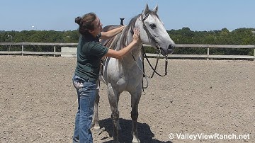 Champ - jogging, turns - ValleyViewRanch.net