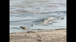 Dağ İncir Kuşu - Water Pipit