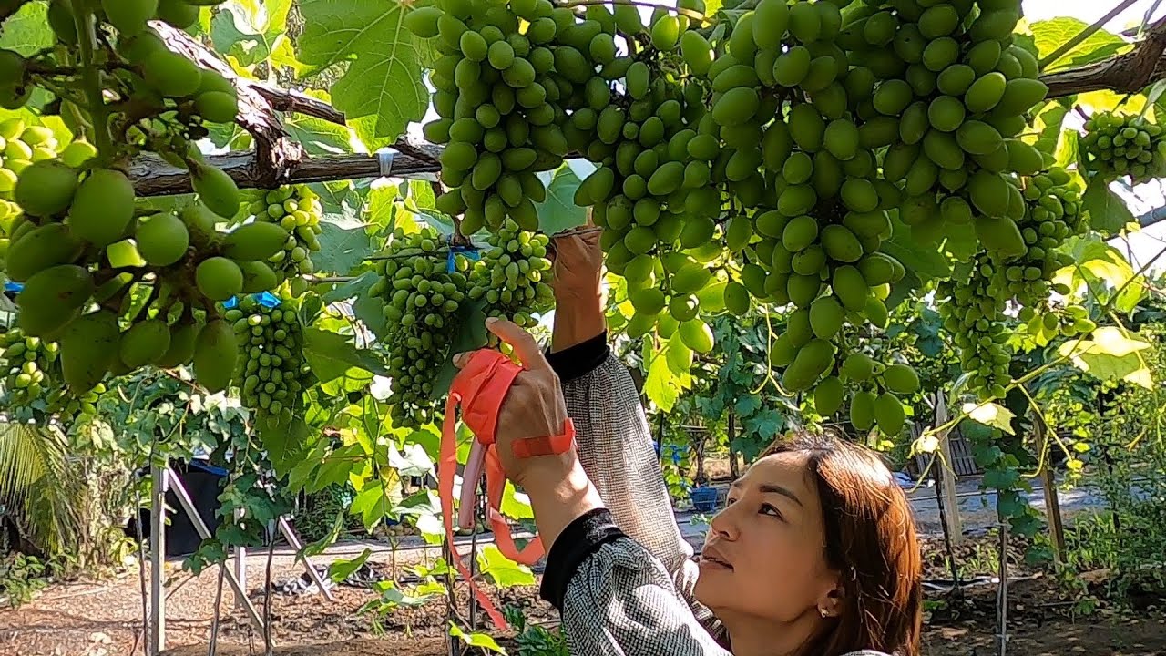 แนะนำ#การดูแลองุ่นการให้น้ำให้ปุ๋ยให้ติดลูกดก ก่อนและหลังตัดแต่งกิ่งจนติดลูก#สวนนัฐธนัน