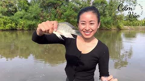 Về Cà Mau Giăng Lưới Bắt Dính Đàn Cá Phi, Gỡ Mỏi Tay | Cẩm Vân CGMT #355