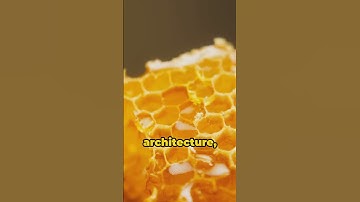Bees & Hexagons: Nature