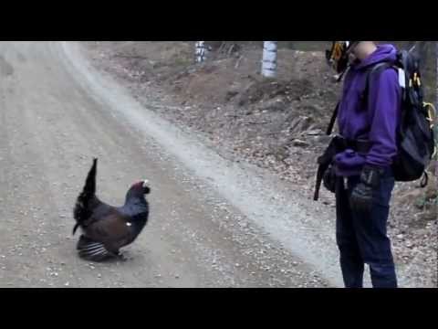 Crazy Wood Grouse