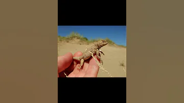 Зайсанская круглоголовка