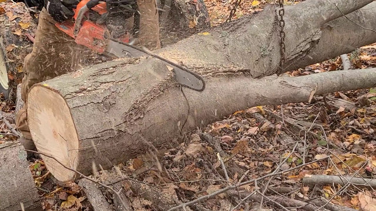 Echo CS-590 and Echo CS-501P