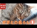 ぽぽとの暮らし(1)【Life with Popo (1)】