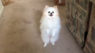 Pomeranian dogs walk on back legs so adorable