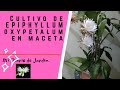 Cultivar la dama de noche en maceta, EPIPHYLLUM Oxypetalum, mi diario de jardin.