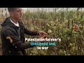 Palestinian farmer&#39;s livelihood lost to war