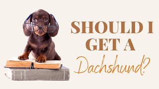 Should I get a Dachshund? Not as simple as you think. Watch to find out why 🐶🦴🐾