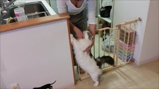 キッチンにいるママにめっちゃ甘える白モフ