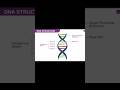 Structure of DNA 🧬#molecularbiology #science #viral #viralyoutubeshorts #viralvideo #youtube