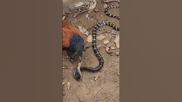 Chim bìm bịp là khắc tinh của rắn cạp nia #snake #동물키우기