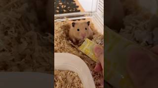 #hamster #chubbyhamster #shorts #hamstereating #cute #funny #pet #hamsterasmr #shorts #viral