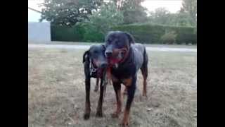 combat a la corde rottweiler Vs doberman(n)