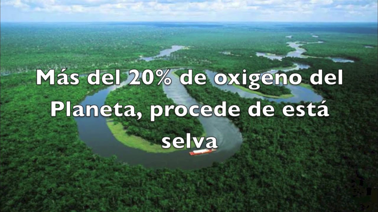 Deforestación: talar árboles nos mata poco a poco - Ecogestos