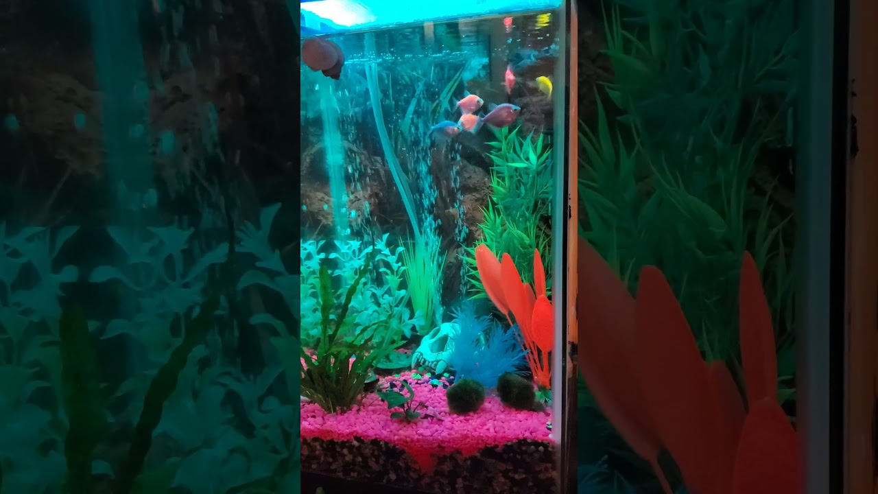 Snail Time Lapse Video