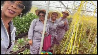 How a group of women invested in greenhouse farming in Cameroon