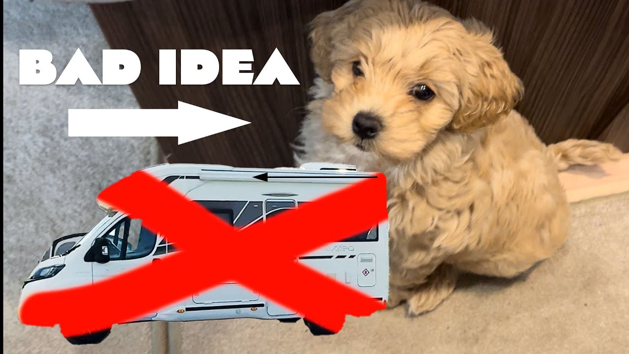 NIGHTMARE: We put a PUPPY in Our Motorhome