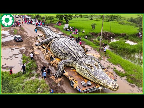 Tractor Stuck In Mud Compilation Transporting Giant Crocodile | Biggest Heavy Machinery Machines