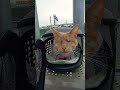 Мы находимся в Праге и Линц Котэ дома#reisen  #shors