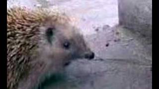 hedgehog in front of our house 1.