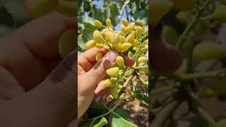 الفستق الحلبي pistachio | ماذا يحدث للشجرة الغير مطعمة ؟