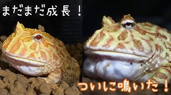 クランウェルツノガエル Youtube