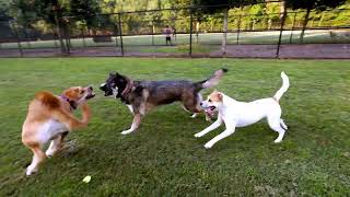 Dog Park TV back in the Dog Zone, Friday evening at the Park