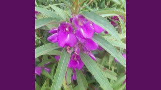 Bertahan Dalam Sunyi Malam