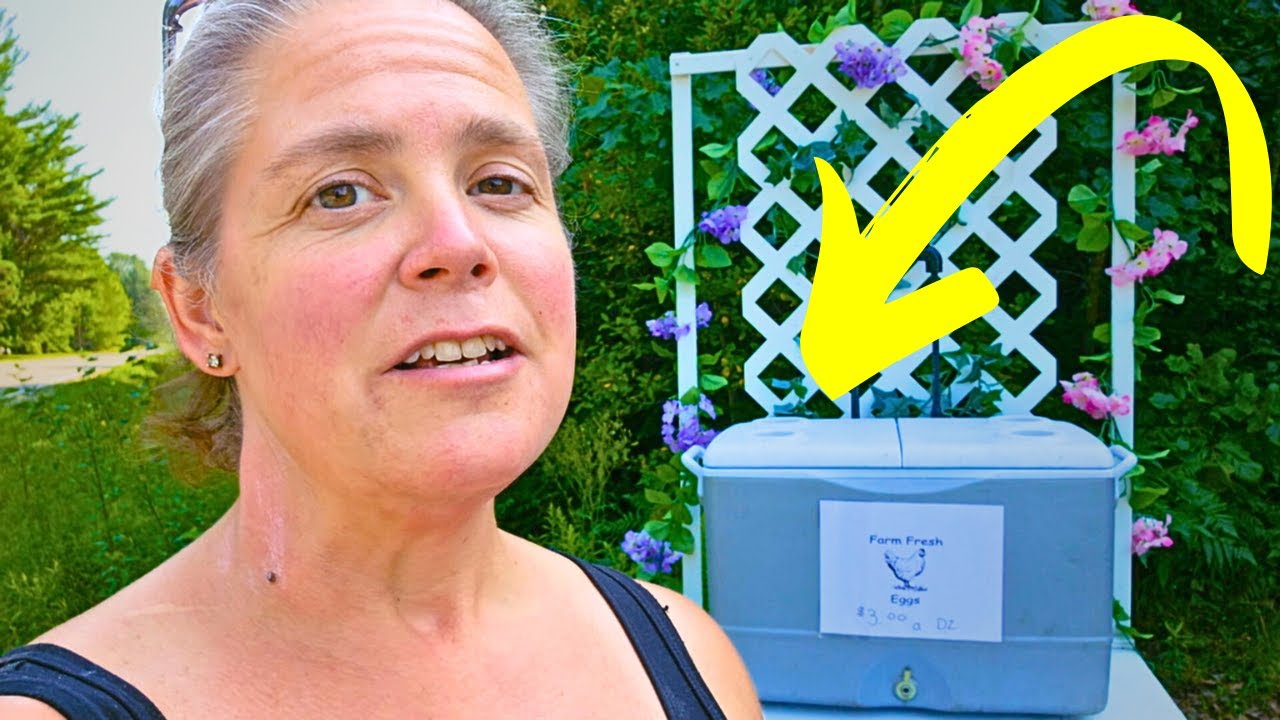 SLASH the COST of Chicken FEED on the HOMESTEAD with this HACK!