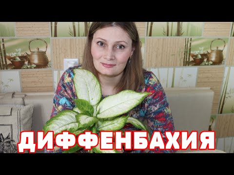 Диффенбахия ЗАЦВЕЛА! Секрет ухода, полив, пересадка БЕСПЛАТНАЯ ПОДКОРМКА для БЕШЕНОГО РОСТА растений