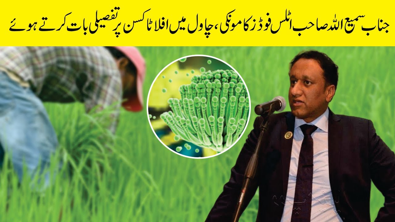 Explanation Aflatoxin in Rice By Sami Ullah (Atlas Foods Kamoke) I Rice ...