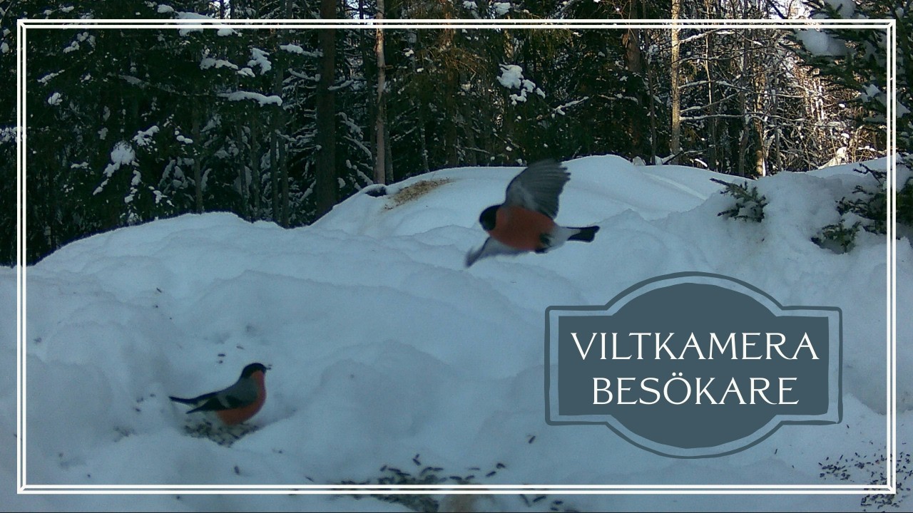 Vem besöker mitt fågelbord? 22 Februari 2026