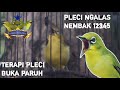 PLECI GACOR NEMBAK 12345 MANCING PLECI NGALAS BUKA PARUH