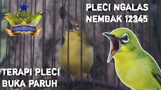 PLECI GACOR NEMBAK 12345 MANCING PLECI NGALAS BUKA PARUH