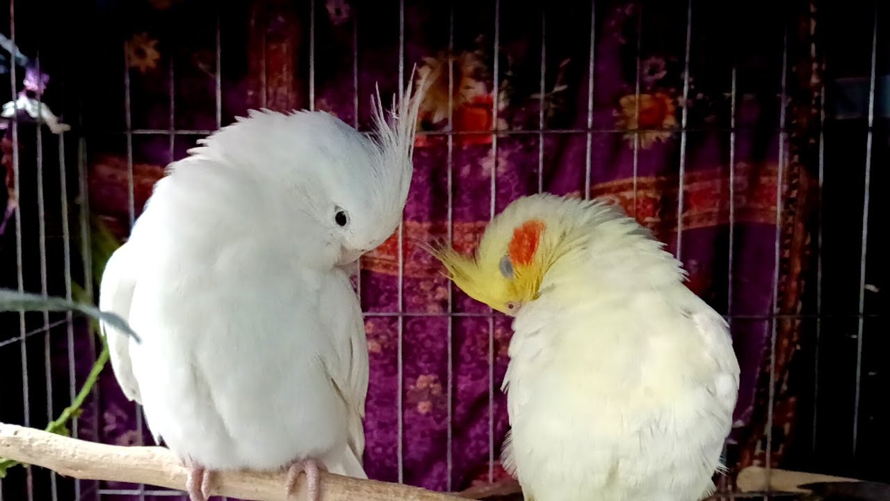 Cocktail romance today💗😻