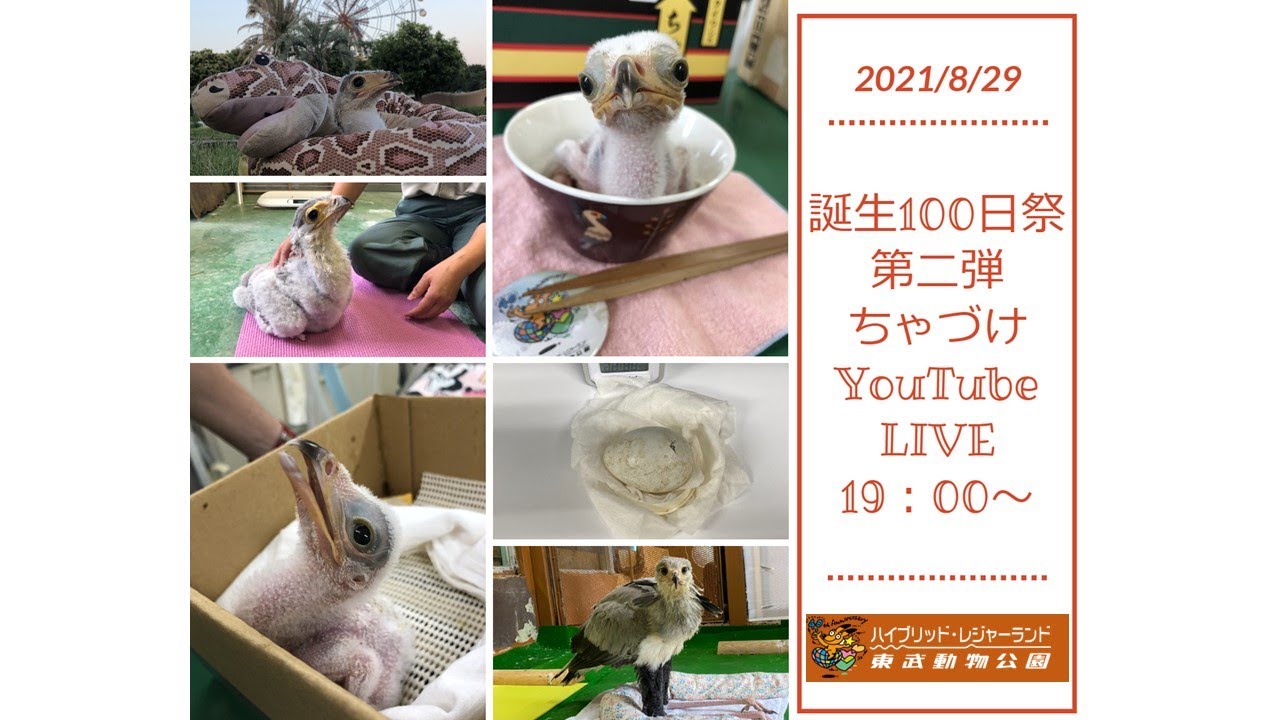 Live 誕生100日祭 第2弾 ちゃづけ Youtubelive Youtube