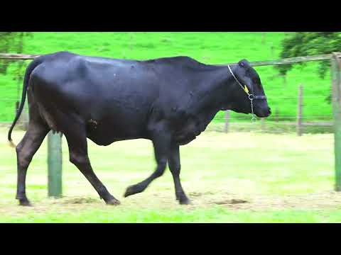 LOTE 150   ANE FIV STORMY SANTA LUZIA   1407CL