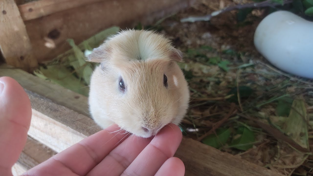 Como ganhar a confiança do seu porquinho da índia!