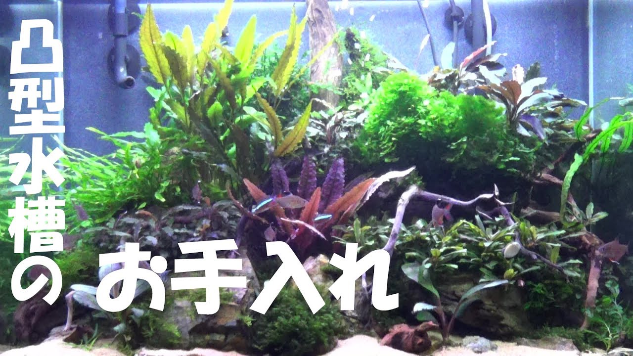 60凸型水槽お手入れ Youtube