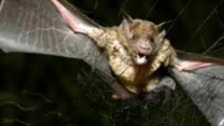 Corona Virüsü Remix 2020 Corona Show