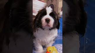 The most adorable St. Bernard puppies take a bath | Too Cute! | Animal Planet